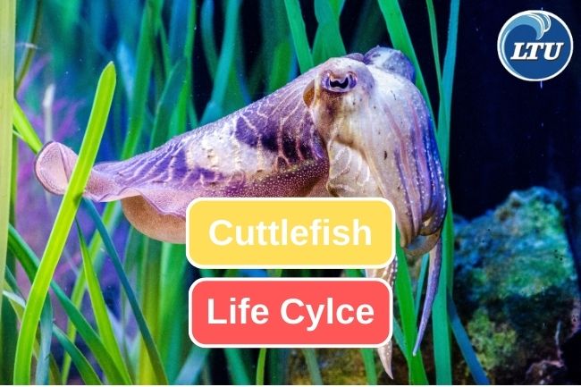 Let’s Learn About Cuttlefish Life Cycle